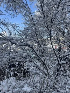 White snow on tree branches close-up on a winter day Stock Photos