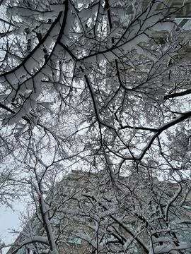 White snow on tree branches close-up on a winter day Stock Photos