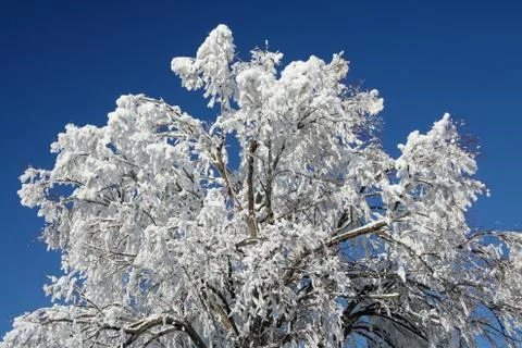 White snow tree Stock Photos