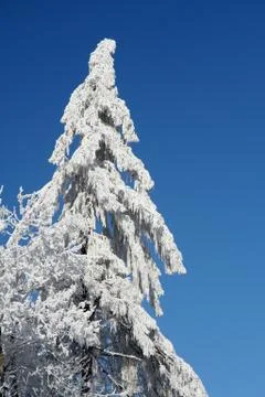 White snow tree Stock Photos