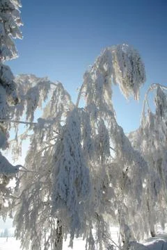 White snow tree Stock Photos