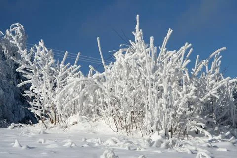 White snow tree Stock Photos