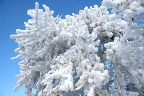 White snow tree Stock Photos