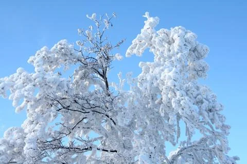 White snow tree 스톡 사진