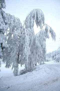 White snow tree Stock Photos