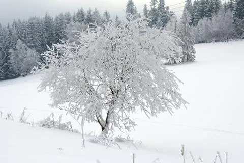White snow tree Stock Photos