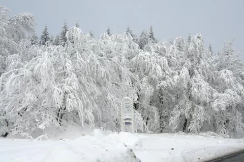 White snow tree Stock Photos