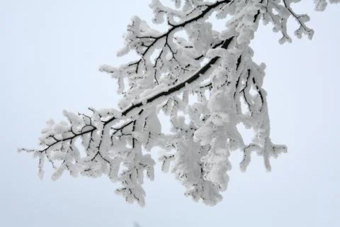White snow tree Stock Photos