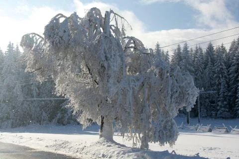White snow tree Stock Photos