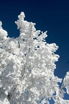 White snow tree Stock Photos
