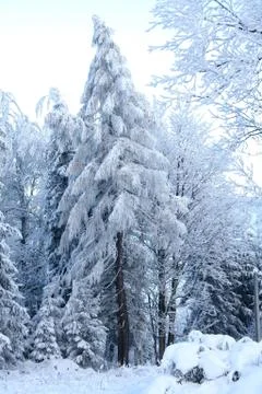 White snow tree Stock Photos