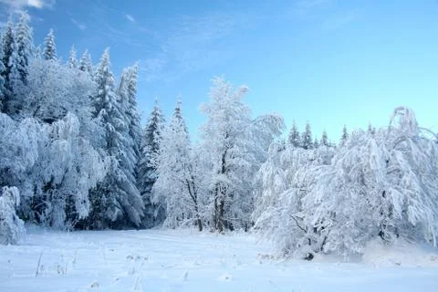White snow tree Stock Photos