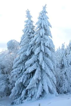 White snow tree Stock Photos