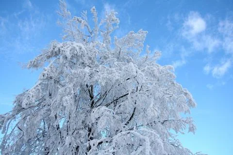 White snow tree Stock Photos
