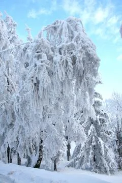 White snow tree Stock Photos