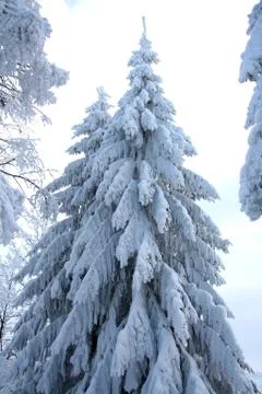 White snow tree Stock Photos