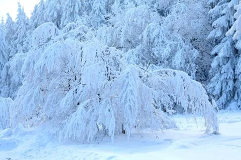 White snow tree Foto stock