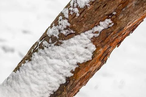 White snow on a tree trunk in winter Stock Photos