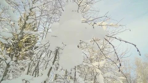 The white snow on the twigs of the trees Stock Footage 104023183