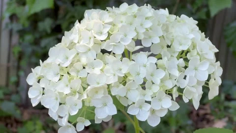 White snowball hydrangea flowers Video stock 246813581
