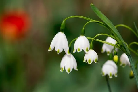 White Snowdrop Cluster Foto stock