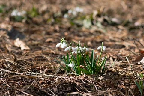 White Snowdrop Cluster Foto stock
