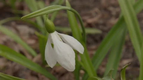White snowdrop in the early spring in the forest, Early spring white flower in Stock Footage 237234578