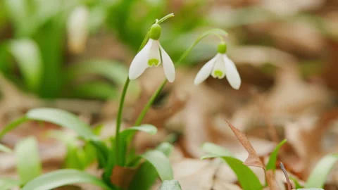 White Snowdrop Flower In Daylight Sunlight. Snowdrops Bloom On Lawn In Garden Stock Footage 260273546