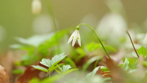 White Snowdrop Flower In Daylight Sunlight. Snowdrops Bloom On Lawn In Garden Stock Footage 260290630