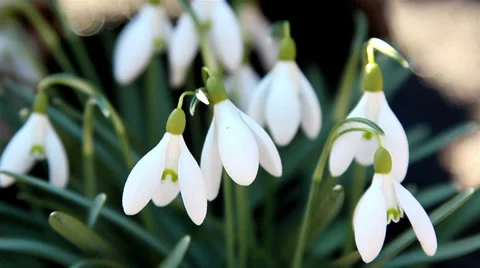 A white snowdrop flower Видео 36814209