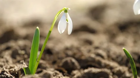 White snowdrop flower Stock-Footage 55909792