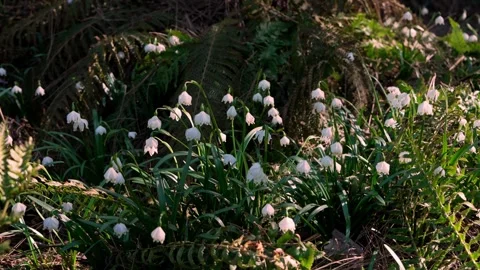 White snowdrop flowers blooming in spring. Delicate bell shaped blossoms Stock Footage 331982653