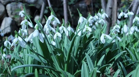 The White Snowdrop Flowers Vídeo Stock 46583850