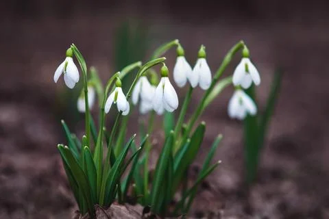 White snowdrop flowers in moody spring forest, Galanthus nivalis flowering .. Stock Photos