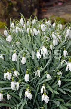 White snowdrop flowers Stock Photos
