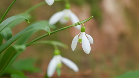 White Snowdrop Flowers. Snowdrops Or Galanthus Nivalis In Bloom. Snowdrop Stock Footage 260334209