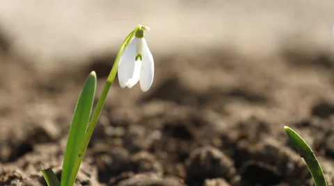White snowdrop flowers in springtime Video stock 47964555