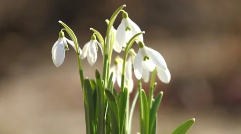 White snowdrop flowers in the springtime Stock Footage 59732821