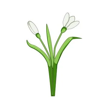 White snowdrop flowers symbolizing spring awakening and new growth Stock Illustration