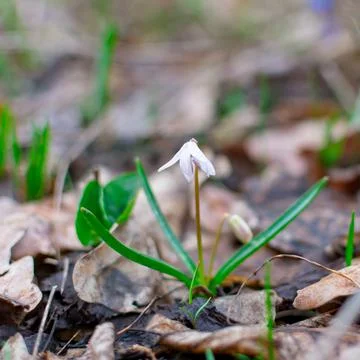 White snowdrop in the forest. Close-up. In the background there are trees in Stock-Fotos