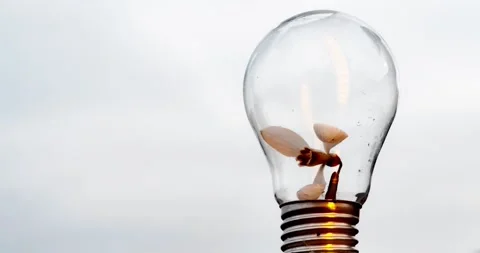 A white snowdrop grows in a glass electric lamp. Time lapse Stock Footage 276600977