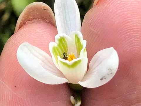 White snowdrop in a hand Stock Photos