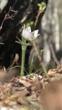 White snowdrop Foto stock