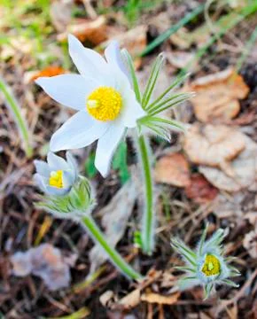 White snowdrop Stock Photos