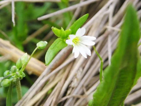 White snowdrop in spring Stock Photos