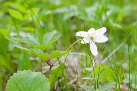 A white snowdrop in spring Stock Photos
