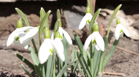 White Snowdrops 1 Stock Footage 48249604