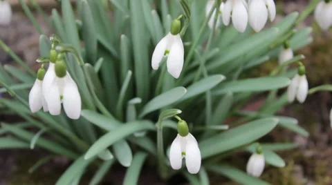 White Snowdrops 2 Stock-Footage 48249543