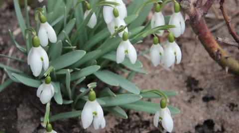 White Snowdrops 3 Stock Footage 48249710