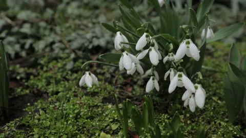 White snowdrops and grass with dew in the garden with shallow depth of field. Stock Footage 151040132